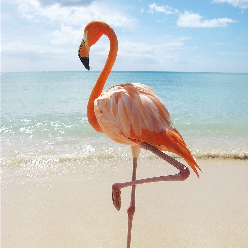 Meet your Posher, Ivette